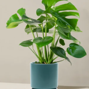 Monstera Deliciosa