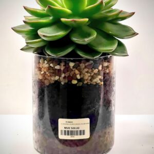 Echeveria Succulennt