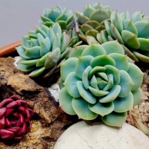 Assorted Succulent