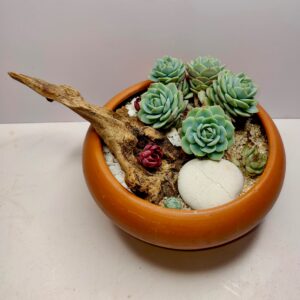 Wax Plant in a clay pot