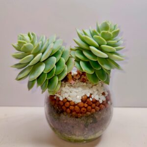 Echeveria in a glass bowl