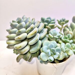 Moonstone Plant