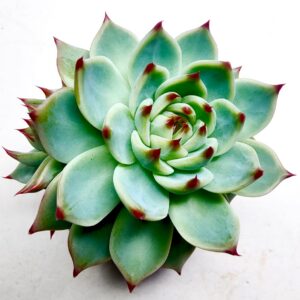 Echeveria Agavoides (Wax Agave)