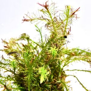 Tree Moss