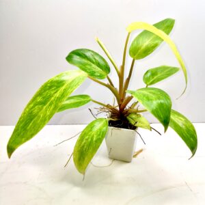 Philodendron