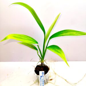 Silver Streak Pothos